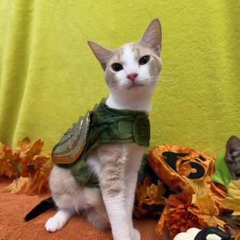 Cheeto -  Domestic Short Hair Cat for Adoption in Bear, Delaware - Cheeto | PetCurious