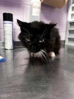 Ribbons -  Domestic Medium Hair Cat for Adoption in El Paso, Texas - Ribbons | PetCurious