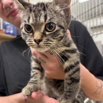 Dirt -  Domestic Short Hair Cat Available for Adoption in Walker, Michigan - Dirt | PetCurious