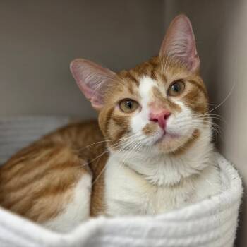 Praline -  Domestic Short Hair Cat for Adoption in Sarasota, Florida - Praline | PetCurious