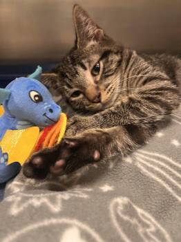 Rescue Domestic Short Hair Cats for Adoption in Pueblo, Colorado - Whispurr | PetCurious