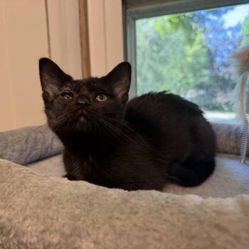Sharpie -  Domestic Short Hair Cat for Adoption in Hartville, Ohio - Sharpie | PetCurious