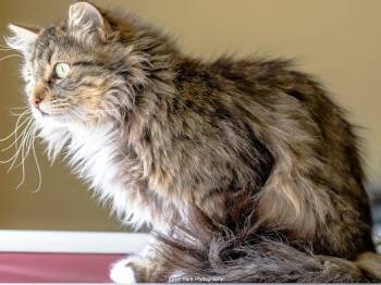 Domestic Long Hair and Tabby Cats Available for Adoption in Green Valley, Arizona - Barilla | PetCurious