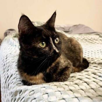 Dove -  Domestic Short Hair Cat for Adoption in Atlanta, Georgia - Dove | PetCurious