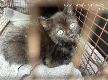 Domestic Medium Hair Cats Available for Adoption in Ocala, Florida - RUDY | PetCurious