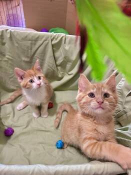 Domestic Long Hair Cats Available for Adoption - Cheddar Too | PetCurious