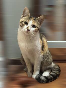 Rescue Domestic Short Hair Cats for Adoption in Arlington, Texas - Amber | PetCurious