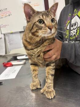Harry -  Domestic Short Hair Cat Available for Adoption in Fall River, Massachusetts - Harry | PetCurious