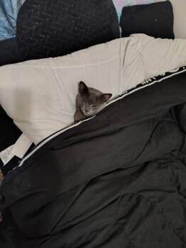 Domestic Short Hair Cats Available for Adoption in Mount Pleasant, Texas - Totoro | PetCurious