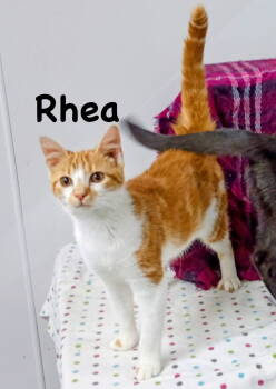 Rescue Domestic Short Hair and Tabby Cats for Adoption in Morehead, Kentucky - Rhea | PetCurious