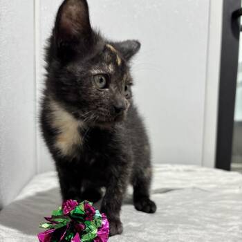 Meemo -  Domestic Short Hair Cat for Adoption in Tampa, Florida - Meemo | PetCurious
