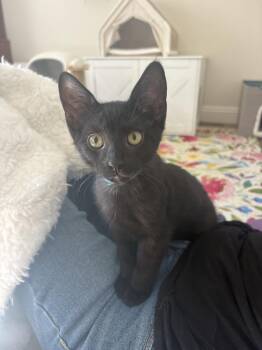 Baja Blast -  Domestic Short Hair Cat for Adoption in Dallas, Texas - Baja Blast | PetCurious