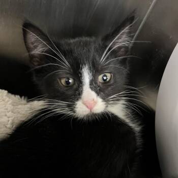 Domestic Short Hair Cats Available for Adoption - Prancer | PetCurious