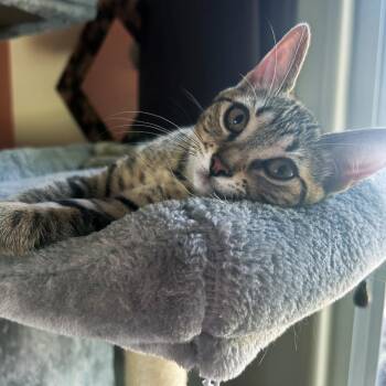 Pill Bug -  Domestic Short Hair Cat for Adoption in Plainfield, Illinois - Pill Bug | PetCurious