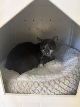 Cow -  Domestic Short Hair Cat for Adoption in Kalamazoo, Michigan - Cow | PetCurious