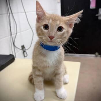 Buffer -  Domestic Short Hair Cat for Adoption in Ardmore, Oklahoma - Buffer | PetCurious