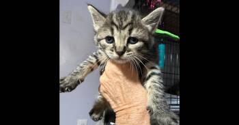 Domestic Medium Hair Cats Available for Adoption in Virginia Beach, Virginia - Wylla | PetCurious