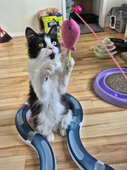 Domestic Medium Hair Cats Available for Adoption in Winnipeg, Manitoba - Sir Robin The Brave | PetCurious