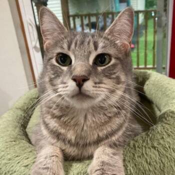 NCI5583 Karime -  Domestic Short Hair Cat for Adoption in Port Washington, New York - NCI5583 Karime | PetCurious
