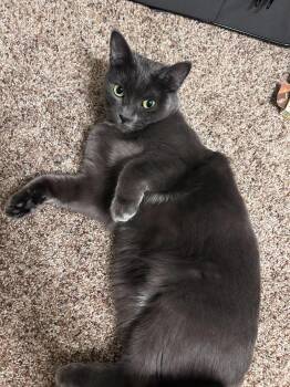 Domestic Short Hair Cats Available for Adoption in Seattle, Washington - Sophie | PetCurious