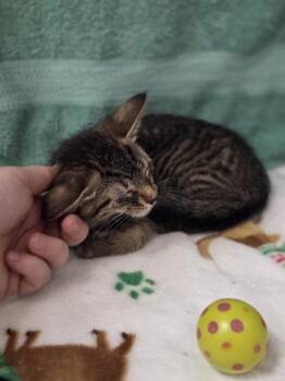 Kurt -  Domestic Short Hair Cat for Adoption in Westland, Michigan - Kurt | PetCurious