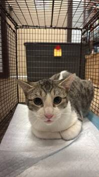 Hardy Feral 2 -  Domestic Short Hair Cat for Adoption in New Braunfels, Texas - Hardy Feral 2 | PetCurious