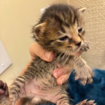 Dodger -  Domestic Short Hair Cat for Adoption in Madisonville, Tennessee - Dodger | PetCurious