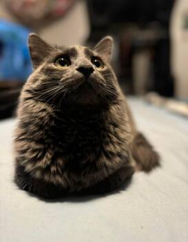 Russian Blue Cats Available for Adoption - Ebannee | PetCurious