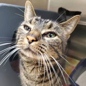 Darius -  Domestic Short Hair Cat for Adoption in Oshkosh, Wisconsin - Darius | PetCurious