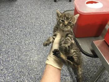A1934286 -  Domestic Short Hair Cat for Adoption in Thousand Palms, California - A1934286 | PetCurious