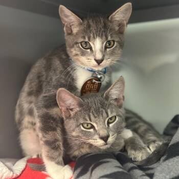 NCR9102 Barton -  Domestic Short Hair Cat for Adoption in Port Washington, New York - NCR9102 Barton | PetCurious