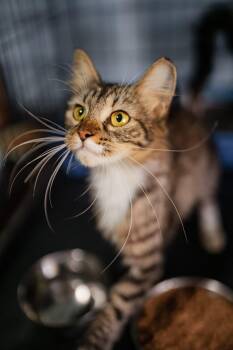 Domestic Short Hair Cats Available for Adoption in San Juan, San Juan - Peaches | PetCurious
