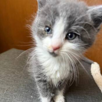 Yoshi -  Domestic Short Hair Cat for Adoption in Pittsburgh, Pennsylvania - Yoshi | PetCurious