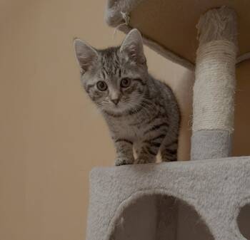 Domestic Short Hair Cats Available for Adoption in Bethel Park, Pennsylvania - Acorn | PetCurious