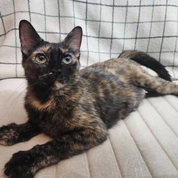 July -  Domestic Medium Hair Cat for Adoption in Las Vegas, Nevada - July | PetCurious