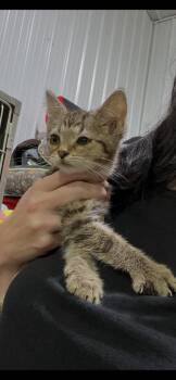 Mashed Potato -  Domestic Short Hair Cat for Adoption in Pierceton, Indiana - Mashed Potato | PetCurious