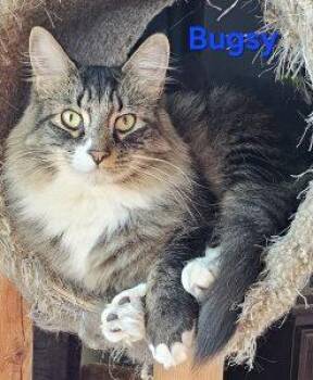 Tabby Cats Available for Adoption - Bugsy | PetCurious