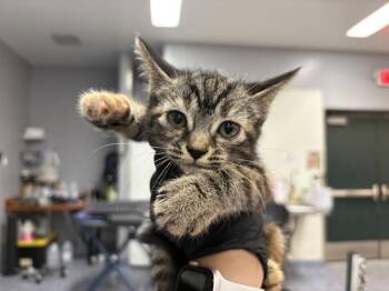 A1927535 -  Domestic Short Hair Cat for Adoption in Thousand Palms, California - A1927535 | PetCurious