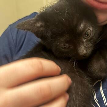 Hurricane -  Domestic Short Hair Cat for Adoption in Kennebunk, Maine - Hurricane | PetCurious