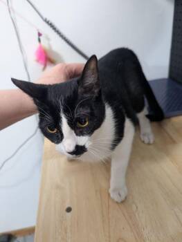 Domestic Short Hair Cats Available for Adoption in Dayton, Minnesota - Goose | PetCurious