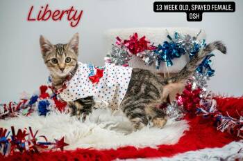 Liberty -  Domestic Short Hair Cat for Adoption in Sevierville, Tennessee - Liberty | PetCurious
