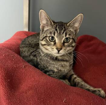 Flint -  Domestic Short Hair Cat for Adoption in Blasdell, New York - Flint | PetCurious