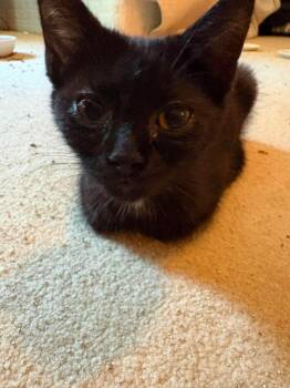 Twix -  Domestic Short Hair Cat for Adoption in Raleigh, North Carolina - Twix | PetCurious