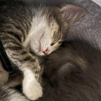 French Vanilla Storesund -  Domestic Short Hair Cat for Adoption in Eagle Mountain, Utah - French Vanilla Storesund | PetCurious