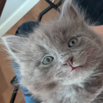 Padfoot -  Domestic Long Hair Cat for Adoption in West Jefferson, Ohio - Padfoot | PetCurious