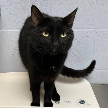 Brownie -  Domestic Short Hair Cat Available for Adoption in Dekalb, Illinois - Brownie | PetCurious