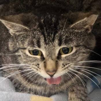 Raspberry -  Domestic Short Hair Cat for Adoption in Milan, Illinois - Raspberry | PetCurious