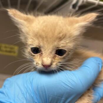 Aurora -  Domestic Short Hair Cat for Adoption in Yuma, Arizona - Aurora | PetCurious