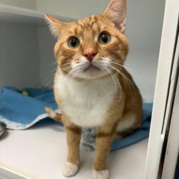 Domestic Short Hair Cats Available for Adoption in Clavet, Saskatchewan - Moustache | PetCurious