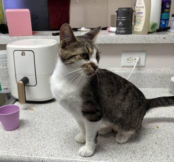 Ginny -  Domestic Short Hair Cat for Adoption in Schertz, Texas - Ginny | PetCurious
